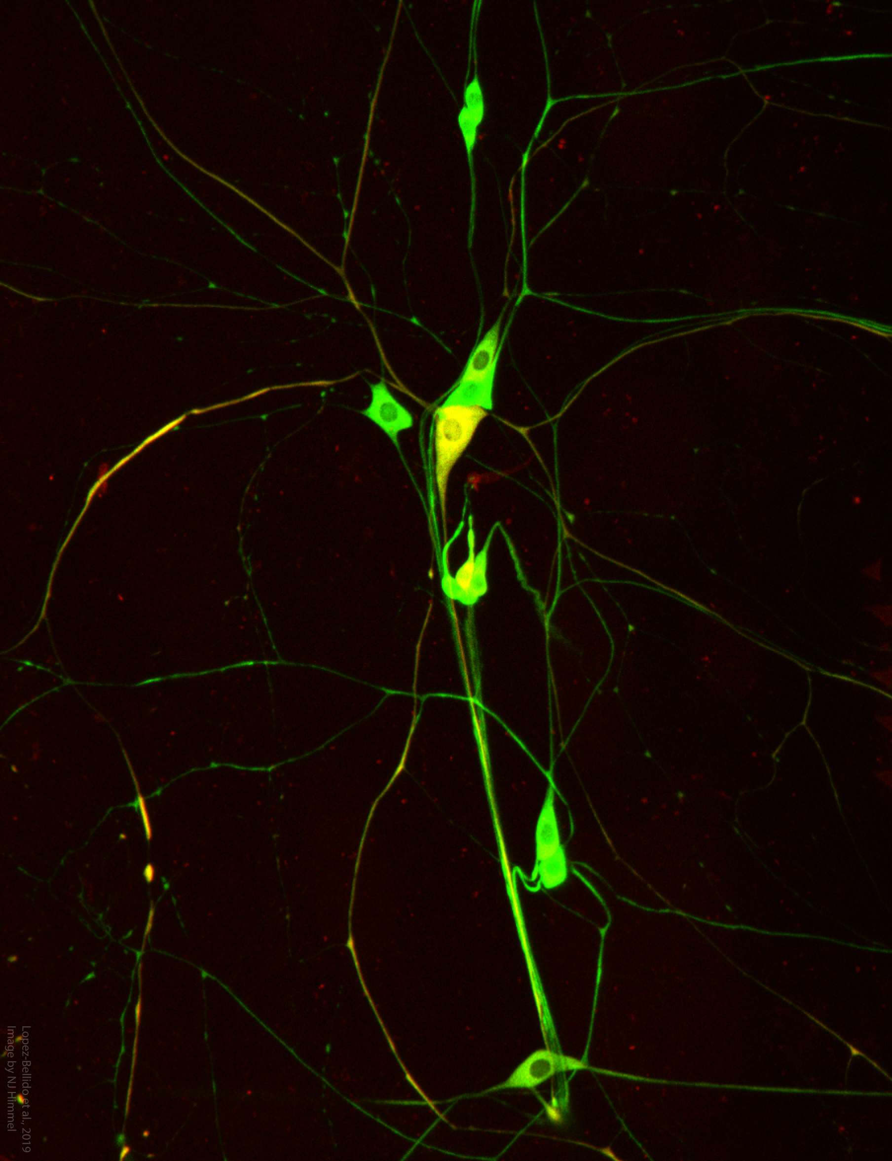 Dendritic arborization sensory neurons, dorsal cluster