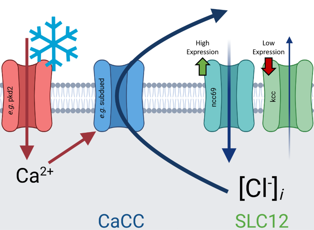 Graphical summary of the function of Cl- channels in CIII neurons. 