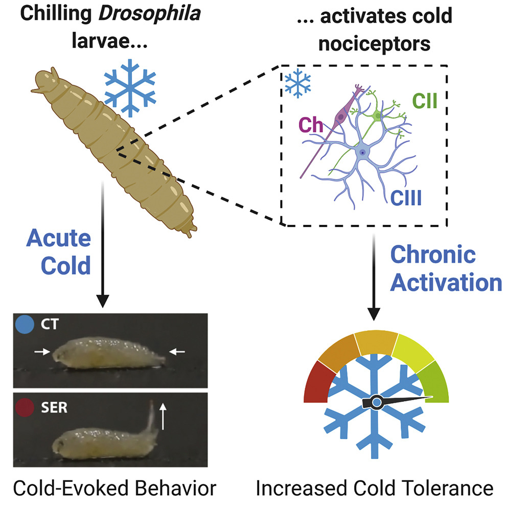 Graphical summary of the interface between cold sensing neurons, organismal behavior, and environment, in fruit fly larvae