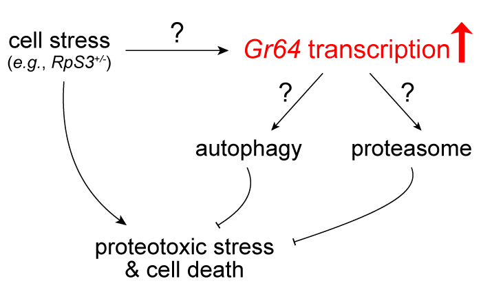 Schematic of proposed alternative role for sugar-sensing Grs
